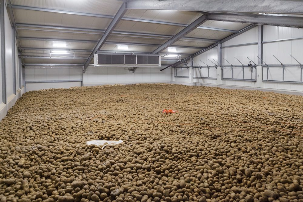 Stand van het gewas: In de bewaring, op het land en in de fabriek