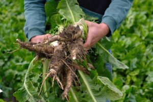 Van plantaardige bitterstof uit witloofwortel naar bio-insecticide