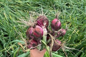 PPA presenteert prijzen aflandpools uienoogst 2025