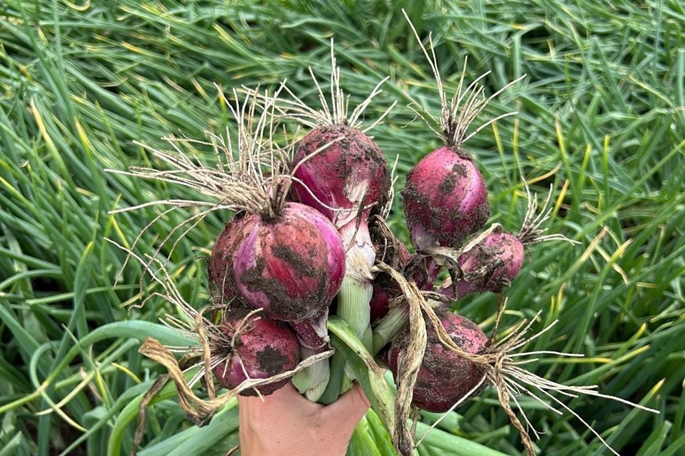 PPA presenteert prijzen aflandpools uienoogst 2025