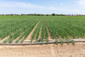 Fertigatiebeurs 2025: samen verder met kennis, innovatie en praktijkervaring