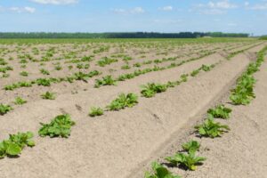 Groen licht voor negen nieuwe onderzoeken voor de akkerbouw