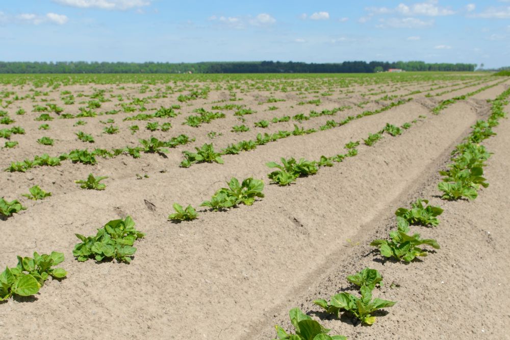 Groen licht voor negen nieuwe onderzoeken voor de akkerbouw