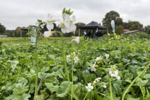 Humus: de dans van plant en bodem