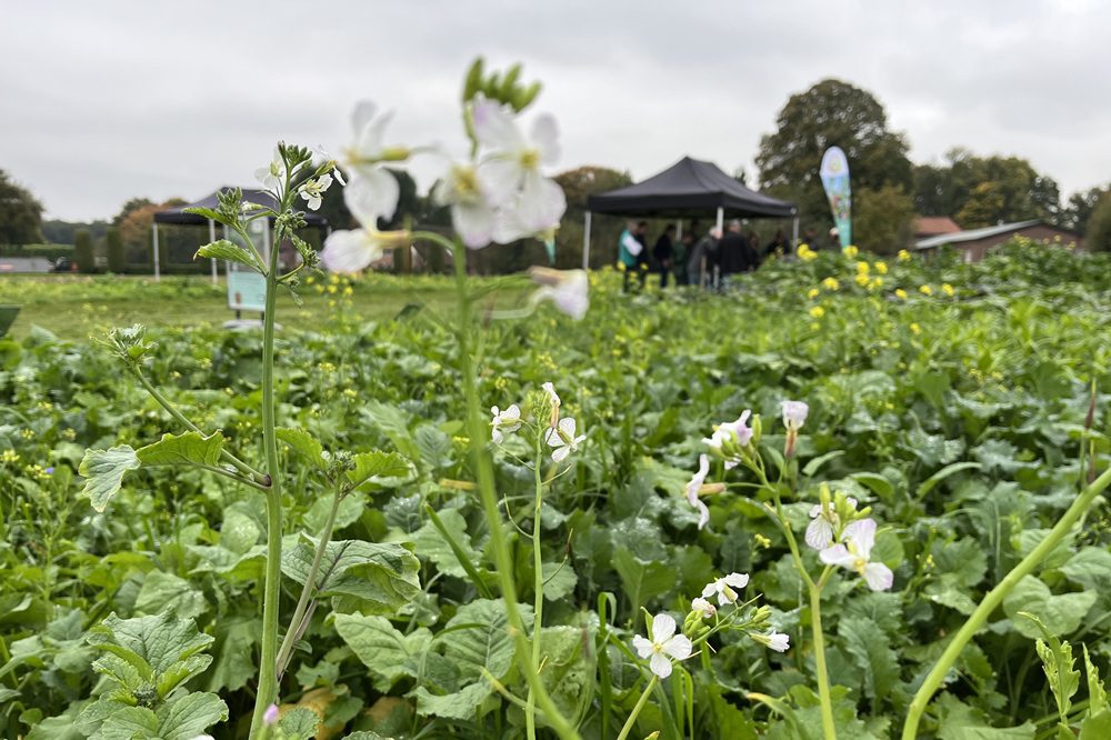 Humus: de dans van plant en bodem