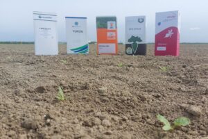 Tips om het juiste bietenzaad voor 2026 te kiezen