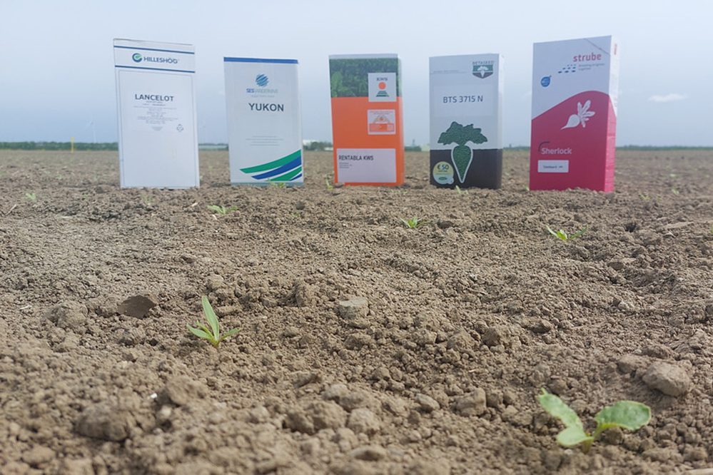 Tips om het juiste bietenzaad voor 2026 te kiezen