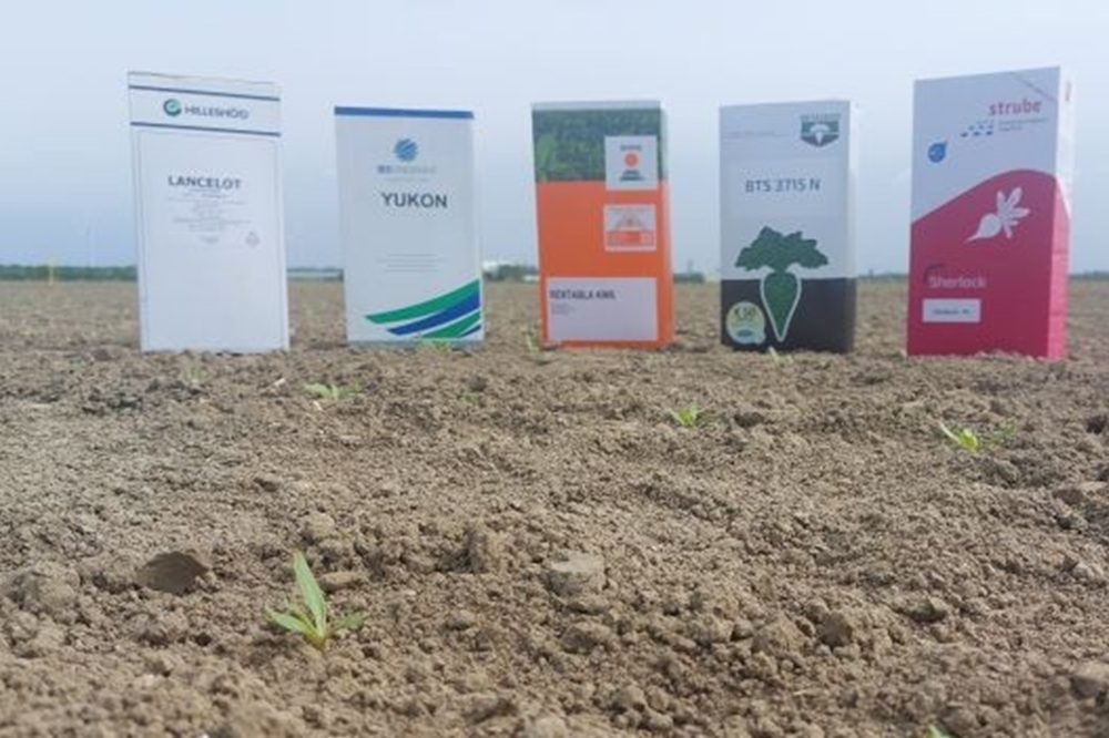 Tips om het juiste bietenzaad voor 2026 te kiezen