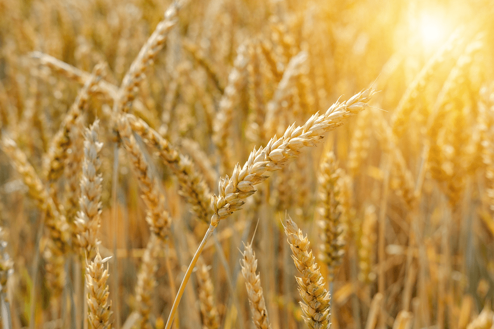 EU bereikt akkoord voor toelating van nieuwe veredelingstechnieken (NGTs)