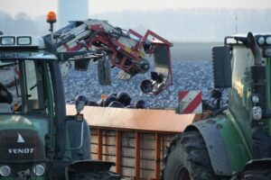 "Prijsdruk en arbeidskrapte zetten teelt van rodekool onder spanning"