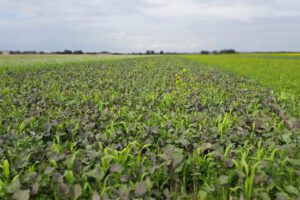 Extra stikstof in het voorjaar door je groenbemester