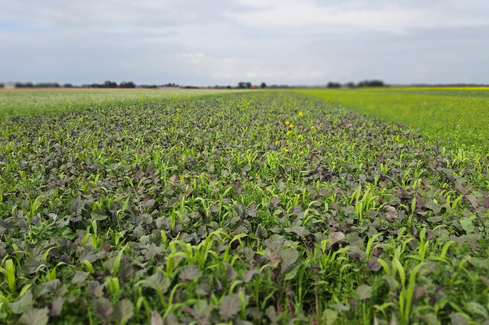 Extra stikstof in het voorjaar door je groenbemester