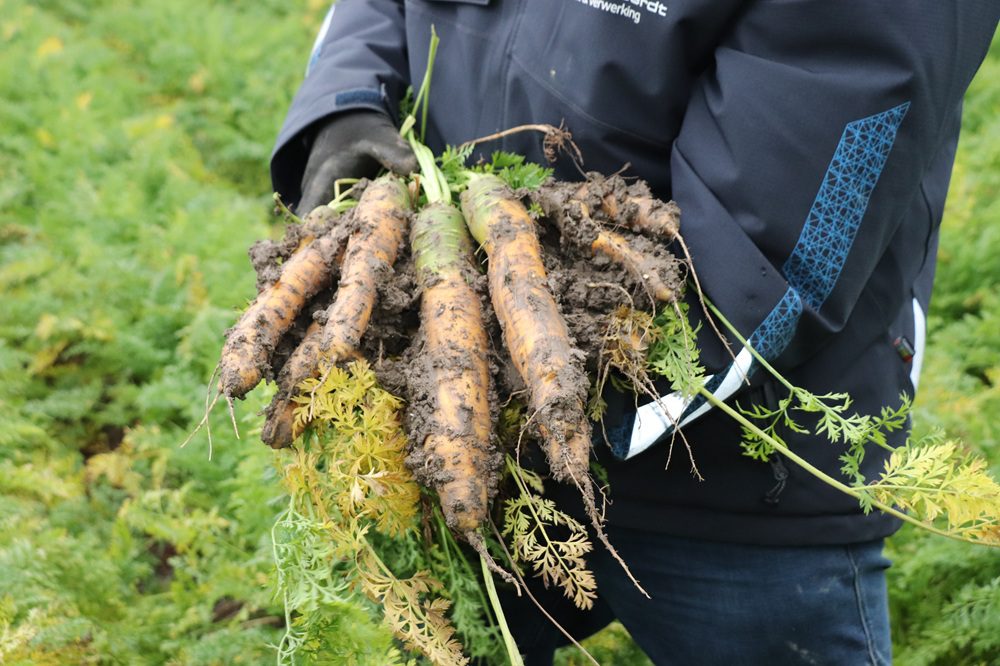 "Ik teel oerwortelen met kleur en meer smaak"