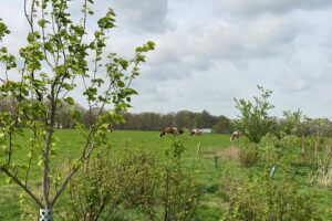 Van bomen tot inkomen: verdienmodel agroforestry