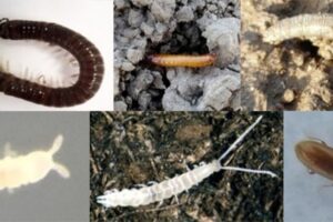 Wanneer is granulaat rendabel in de beheersing van bodemplagen?