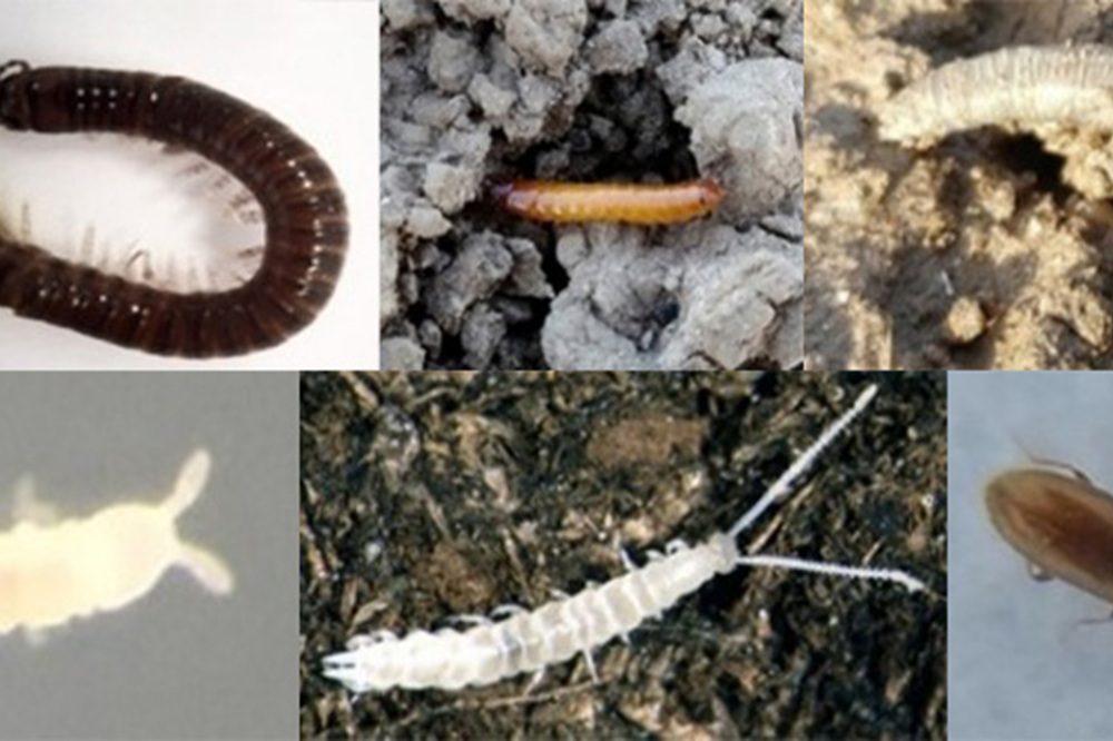 Wanneer is granulaat rendabel in de beheersing van bodemplagen?