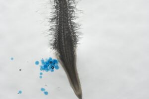 Maisverdedigingsstof helpt parasitaire nematoden hun gastheer te vinden