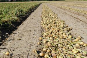 Zet de BBB-factoren in de agenda