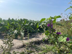 Bijen-Bufferstrokenproject in Brabant start opnieuw in 2026