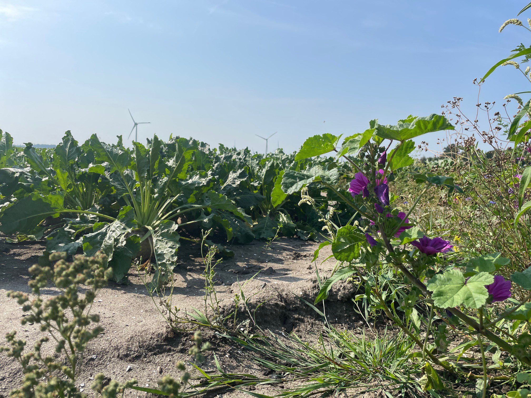 Bijen-Bufferstrokenproject in Brabant start opnieuw in 2026