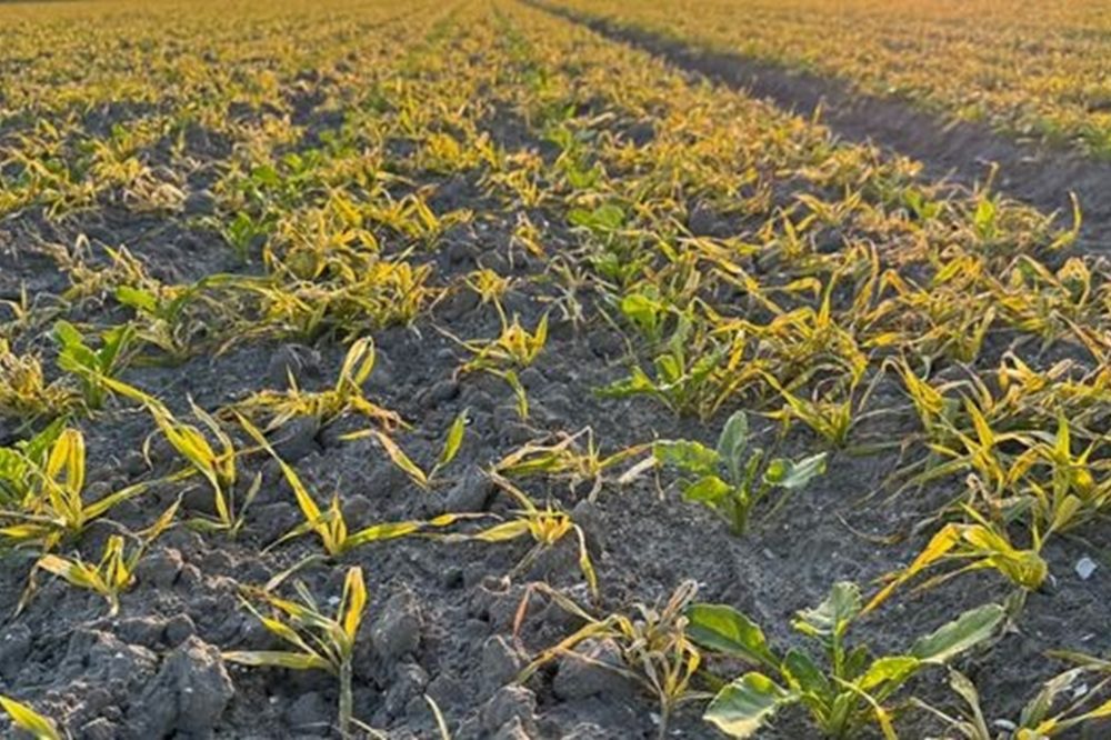 Antiluisdek gerst in suikerbieten reduceert aantasting vergelingsziekte tot 50%