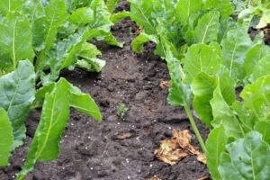 IRS-applicatie Stikstofbemesting is vernieuwd