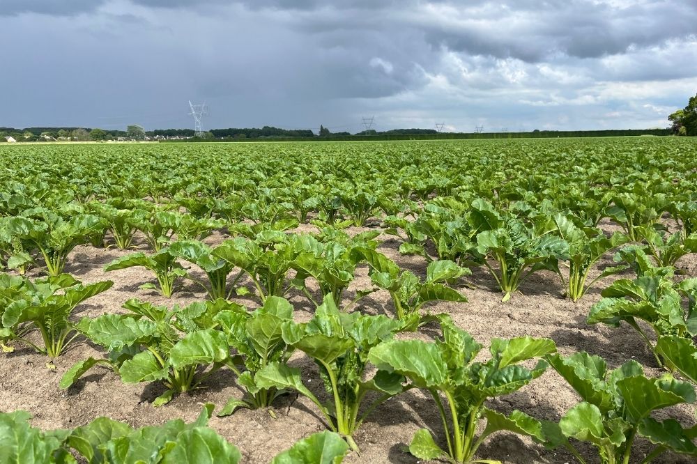 Bejo investeert in Antonie en ondersteunt innovatie in zaadproductie