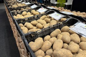 Interseed werkt aan nieuwe generatie frietrassen