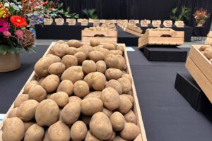 Solana zet vol in op stikstofefficiëntie en sterke resistenties