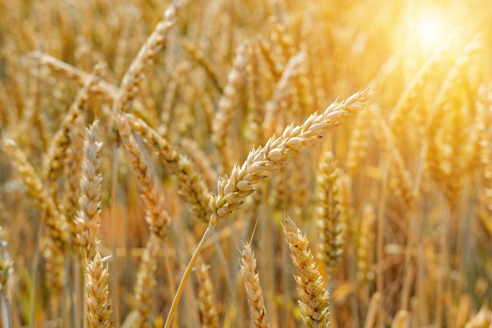 Regeneratieve landbouw bij Stef Laarakker