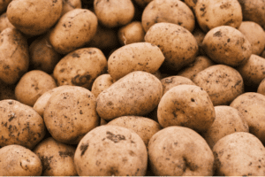 resistentie aardappelmoeheid