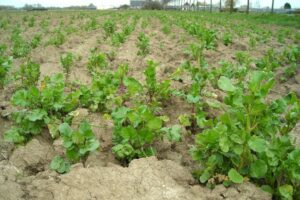 Onkruid bestrijden voor aanvang van de bietenteelt