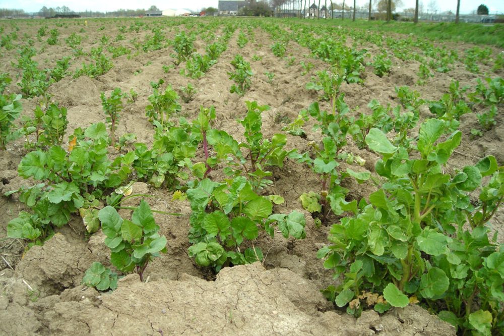 Onkruid bestrijden voor aanvang van de bietenteelt