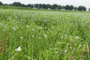 Meerderheid van telers ziet de toekomst rooskleurig in