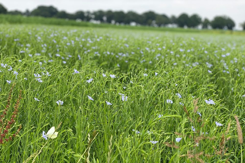 Meerderheid van telers ziet de toekomst rooskleurig in