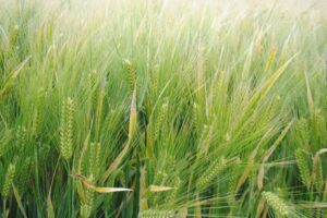 "Het hele jaar de polder groen"