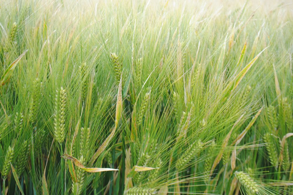 "Het hele jaar de polder groen"