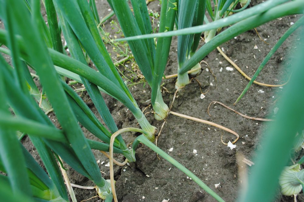 "Je wil elke kilo stikstof benutten"