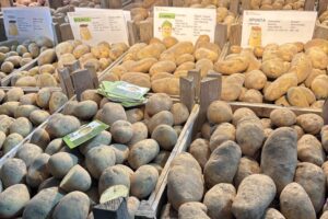 Geersing Potato: sterke rassen met uitstekende phytophthoraresistentie
