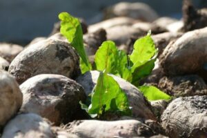 Voorkom vergelingsziekte: vernietig opslag van bieten op tijd