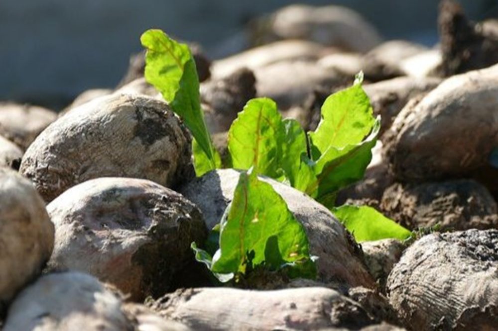 Voorkom vergelingsziekte: vernietig opslag van bieten op tijd