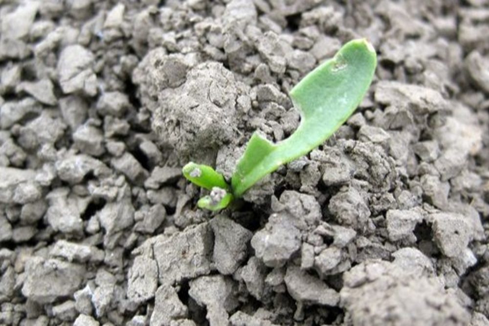 Houd rekening met slakken bij bovenkomende bieten