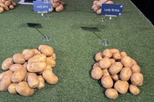 Meijer Potato: "Leveringszekerheid steeds belangrijker"