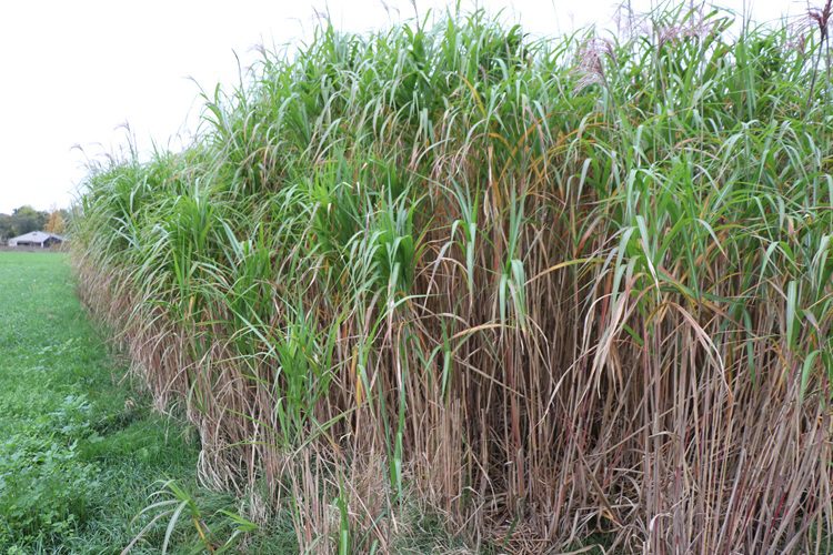 Miscanthus 1.750