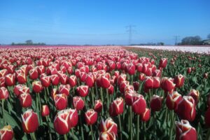 Checklist duurzame afspraken over bloembollen op huurland van akkerbouwers