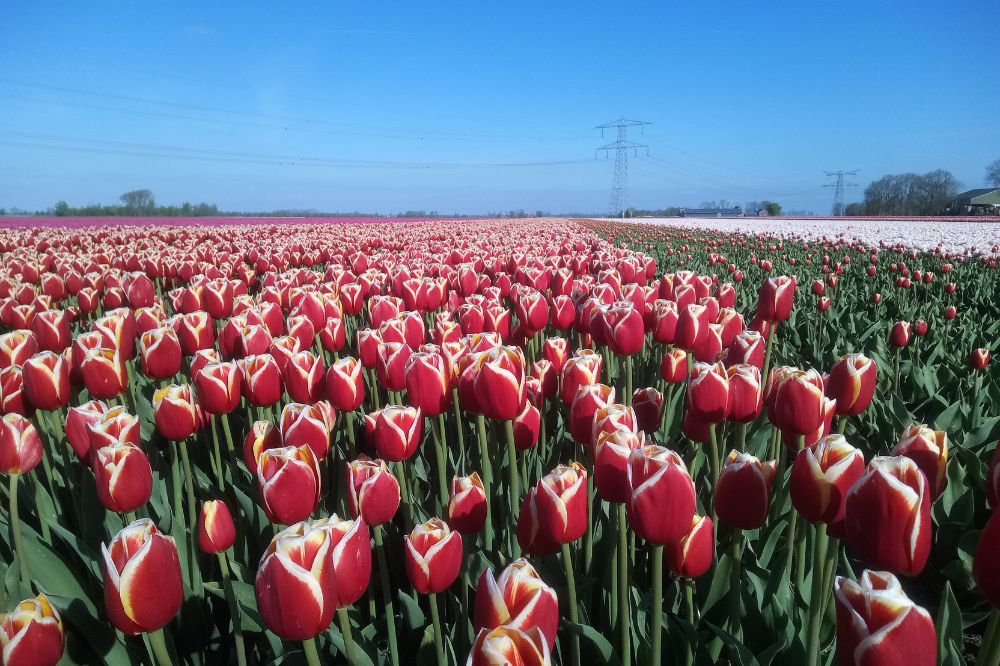Checklist duurzame afspraken over bloembollen op huurland van akkerbouwers