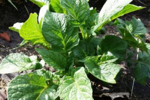 Internationale Ralstiona-experts komen samen voor symposium