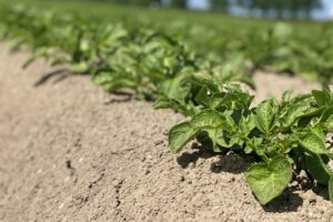 Prognoseprijs HZPC weerspiegelt moeilijke aardappelmarkt