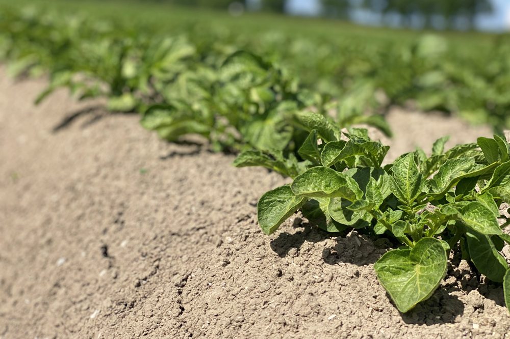 Prognoseprijs HZPC weerspiegelt moeilijke aardappelmarkt