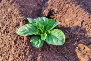 Akkerbouw met ambitie: samen werken aan betere waterkwaliteit